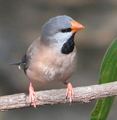 Image:Long-tailed-Finch.jpg