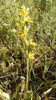 Ophrys lutea