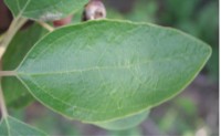 Sassafras albidum unlobed leaf