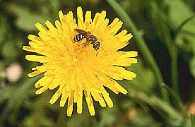 Bee on dandelion thumbnail