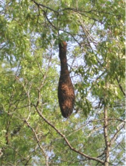 Honeybee swarm pitched on a high limb