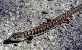 Southern alligator lizard