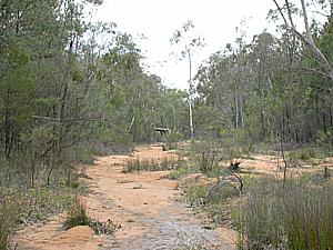 image:Pilliga.jpg