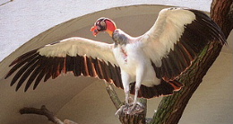 King Vulture