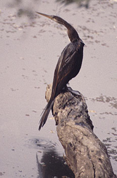 Indian Darter