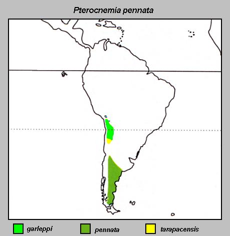 Image:Pterocnemia_pennata_Distribuzione.jpg