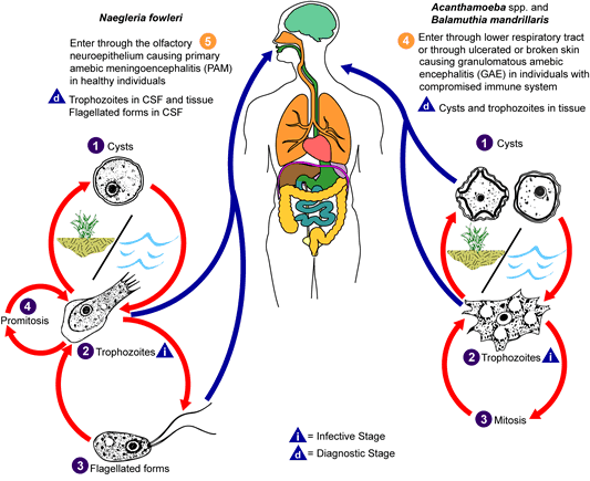 Image:FreeLivAmb LifeCycle.gif