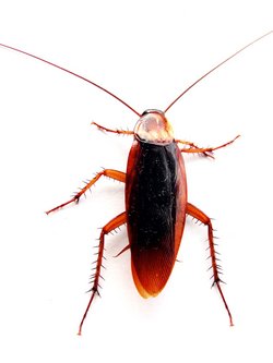 Closeup of a cockroach