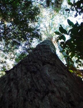 Image:Eucalyptus-regnans-s.jpg