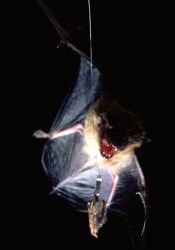 A big brown bat (Eptesicus fuscus) approaches a wax moth (Galleria mellonella), which serves as the control species for the studies of the tiger moths. The moth is only "semi-tethered," allowing it the mobility to fly evasively.