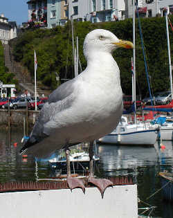 image:herring.gull.250pix.jpg