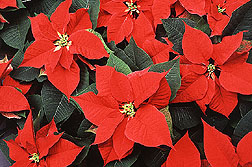 Poinsettia 2 thumbnail