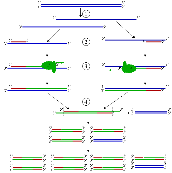 Figure 2: Schematic drawing of the PCR cycle. (1) Denaturing at 96C. (2) Annealing at 68C. (3) Elongation at 72C (P=Polymerase). (4) The first cycle is complete. The two resulting DNA strands make up the template DNA for the next cycle, thus doubling the amount of DNA duplicated for each new cycle.