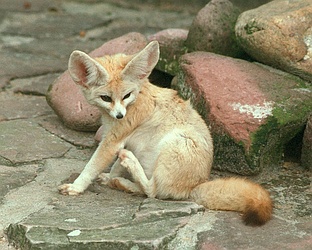 Fennec fox