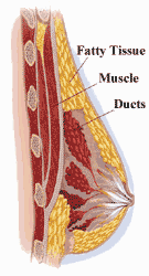 In both males and females, the breasts are composed of  and mammary glands.