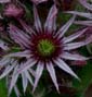 Flower of  tectorum with pale-red actinomorphous petals.