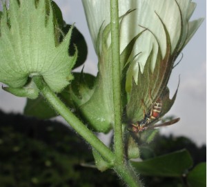 Natural     looking for bollworms or other  on cotton plant 