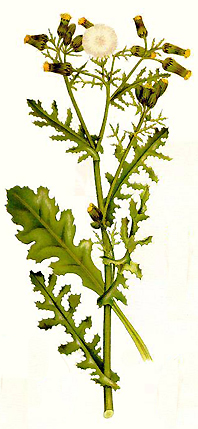 Image:Groundsel.jpg