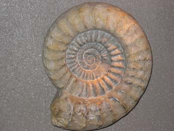 Image:Igammonite.jpg