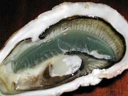 Image:Oyster(S).jpg