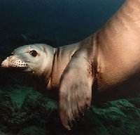 The Hawaiian monk seal is a treasured marine animal revered by the residents of the State of Hawai'i.