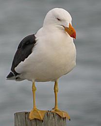 Image:Pacific Gull.jpg