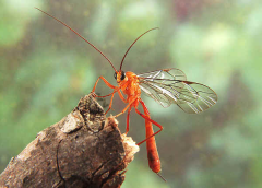 Ichneumon wasp image
