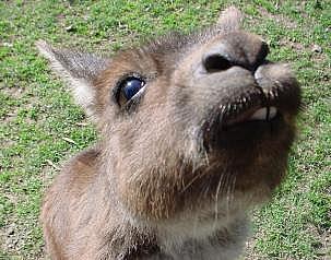 Image:Western-Grey-Kangaroo-teeth-s.jpg