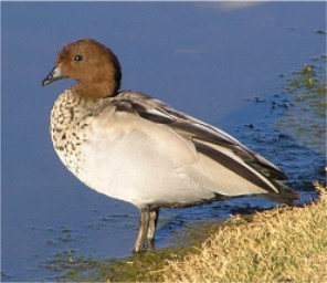 Maned Duck, Male