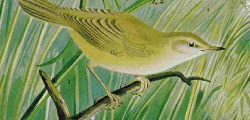 Blyth's Reed Warbler