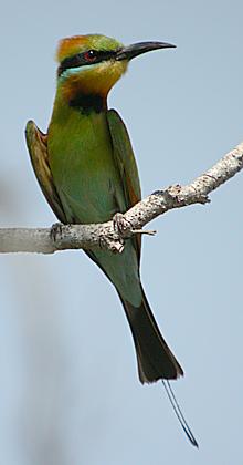 Image:Rainbow Bee-eater-1.jpg