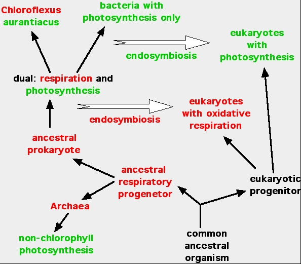 Evolution of Photosynthesis