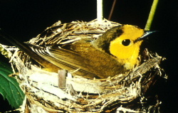 The  is a threatened species in Canada. Happy Valley Forests is one of the few remaining Canadian habitats for this species.