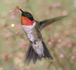 Photo: Hummingbird