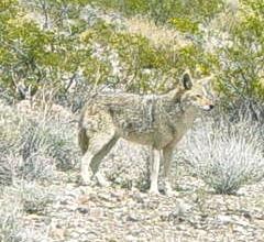 Coyote near the mouth of Titus Canyon in Death Valley