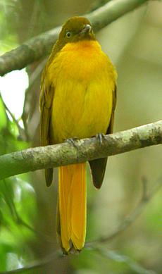 image:Golden-Bowerbird.jpg