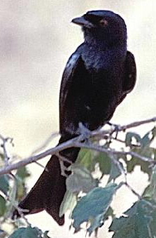  Fork-tailed Drongo