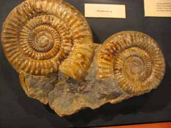 Image:Igammonite2.jpg