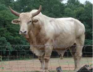 Bos indica bull, likely a crossbreed, but showing Brahman physical characteristics  
