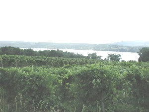 Vineyard near , Penn Yan, New York