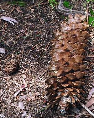 Giant Sequoia cone next to Sugar Cone Pine