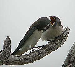 Image:White-breasted Woodswallow.jpg