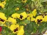 Image:Yellow-group-of-flowers-160px.jpg