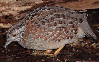 Image:Painted-Botton-quail-318.jpg