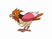 Spearow