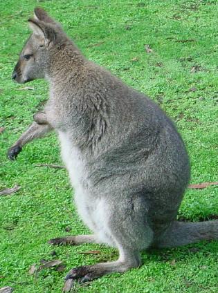 Image:Red-necked-Wallaby-315.jpg