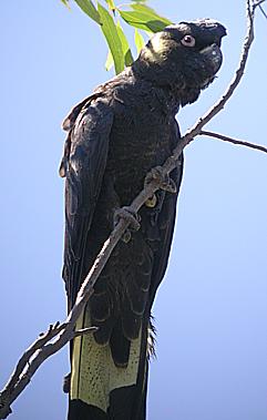 Image:Yellow-tailed Black-Cockatoo.jpg