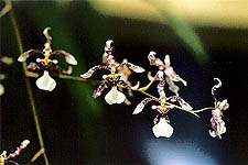 Oncidium incurvum