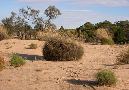 A sand dune in Wyperfeld. Note the  tracks in the foreground.