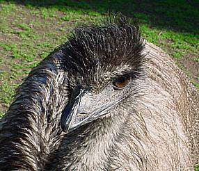 Image:Emu-head.jpg